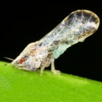 Asian citrus psyllid adult
